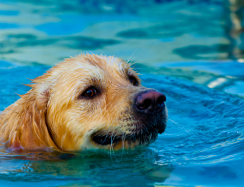 Piscina com cão? Mantenha a segurança e a diversão!