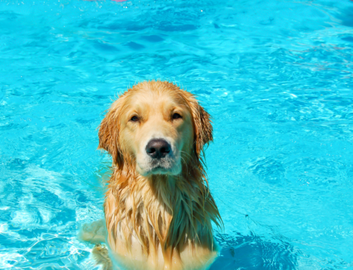 Cão e piscina? Duplique os cuidados!