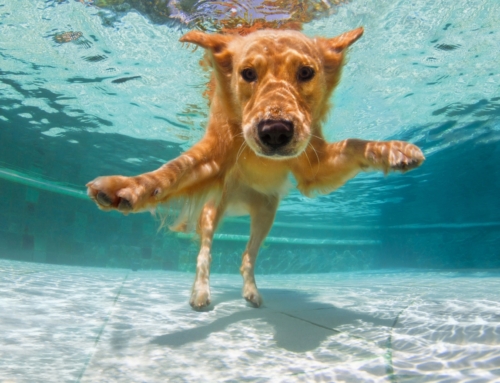Com animais na piscina todo o cuidado é pouco!
